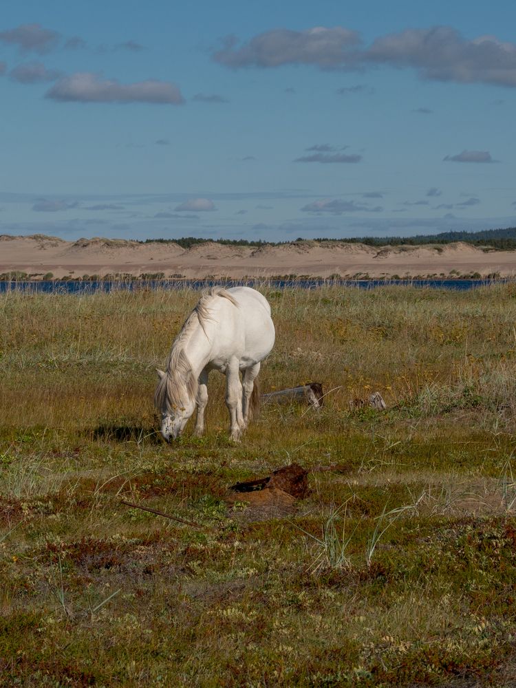 Фотография автора Шейко Анна