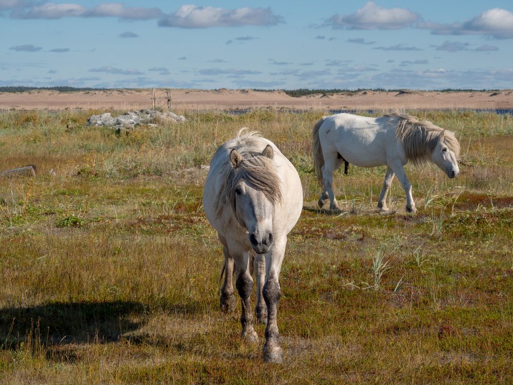 Фотография автора Шейко Анна