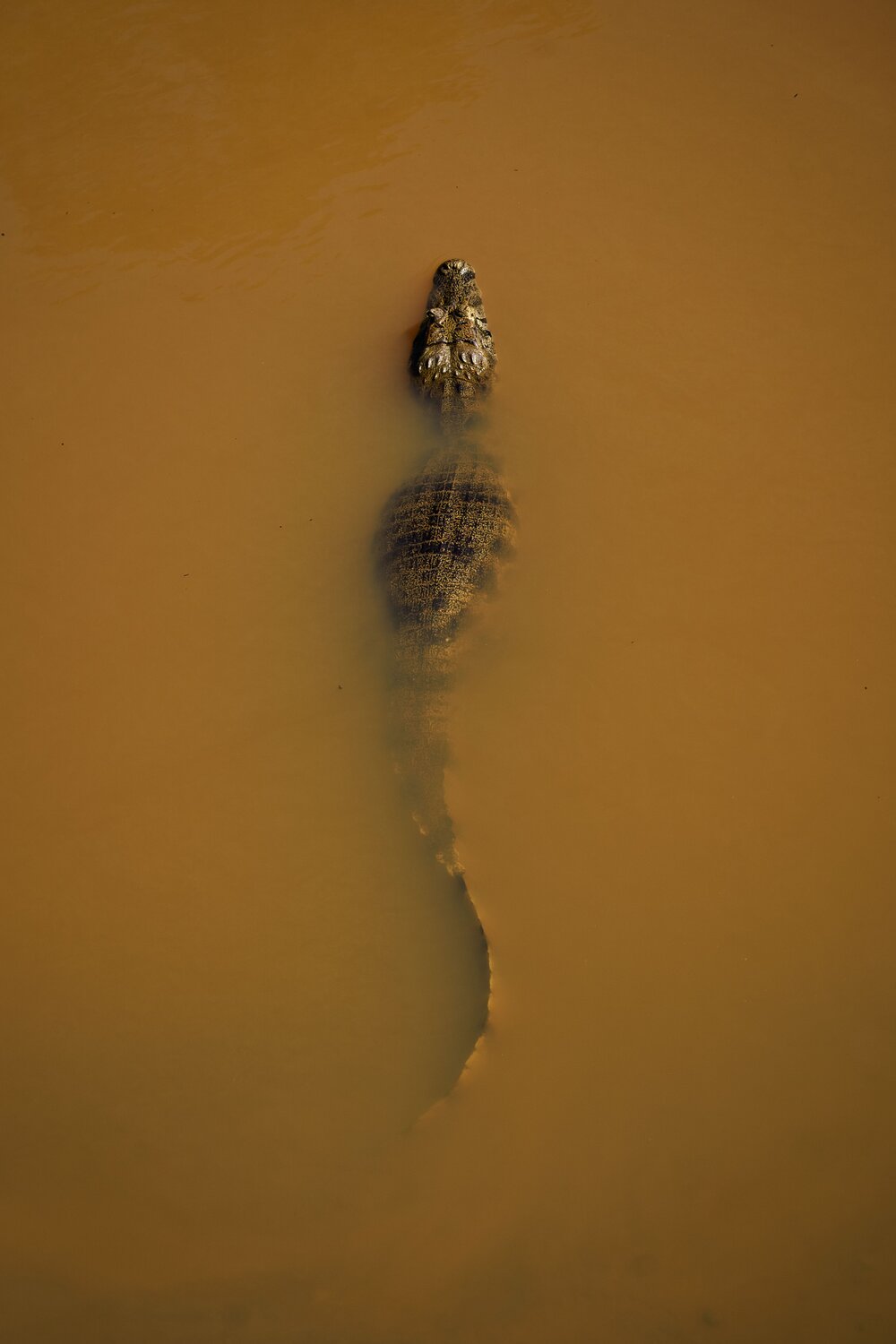 Photo #13075906