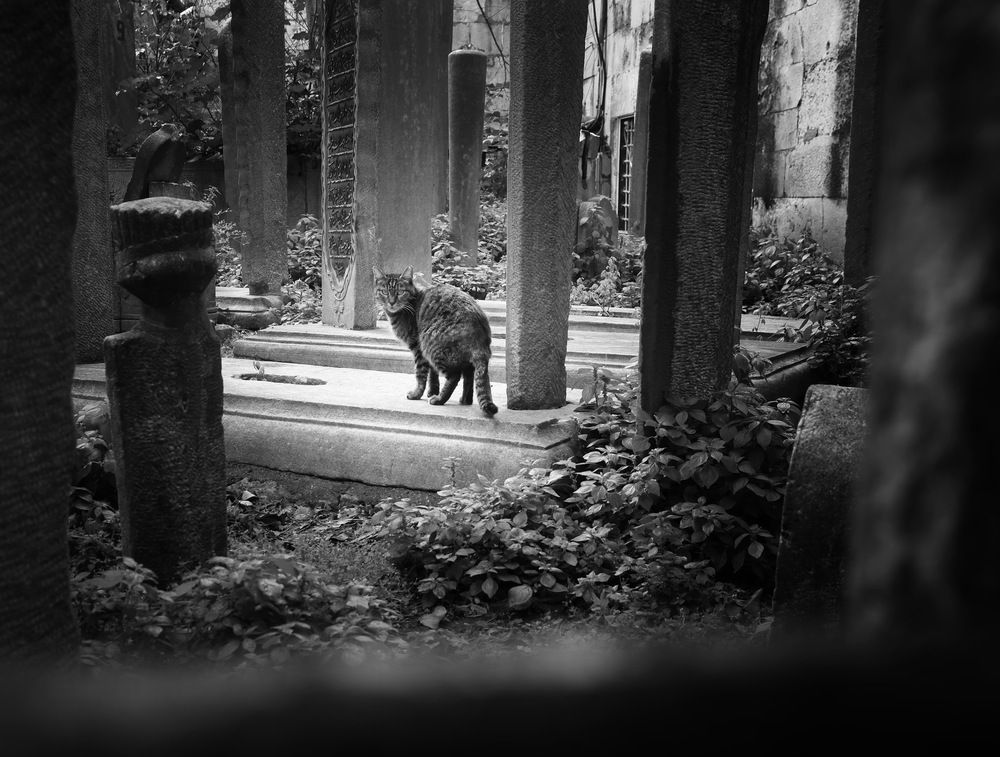 Cats see the souls of the dead