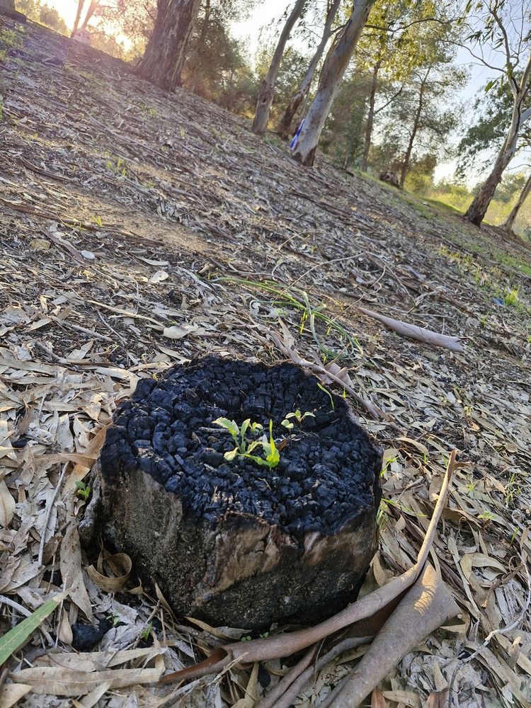 Фотография автора Tetiana Danylenko