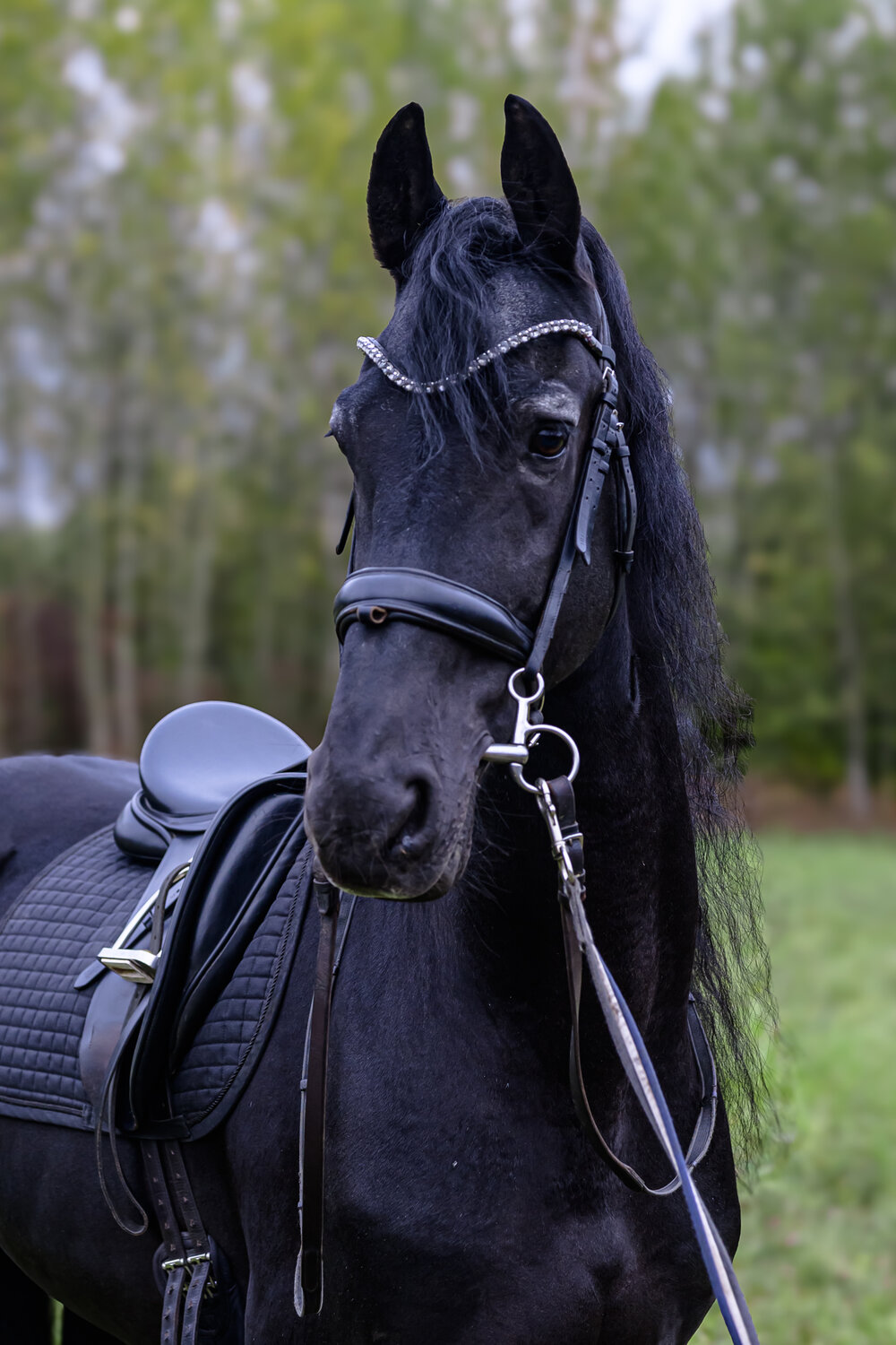 Photo #13076067