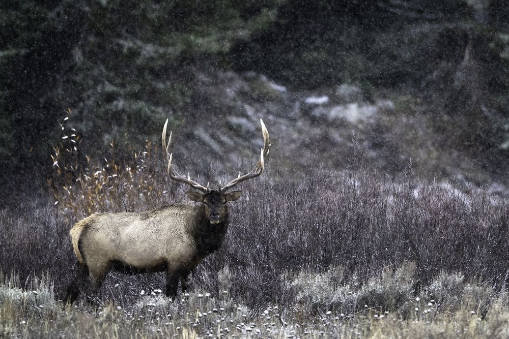 Photograph by Dave Miller