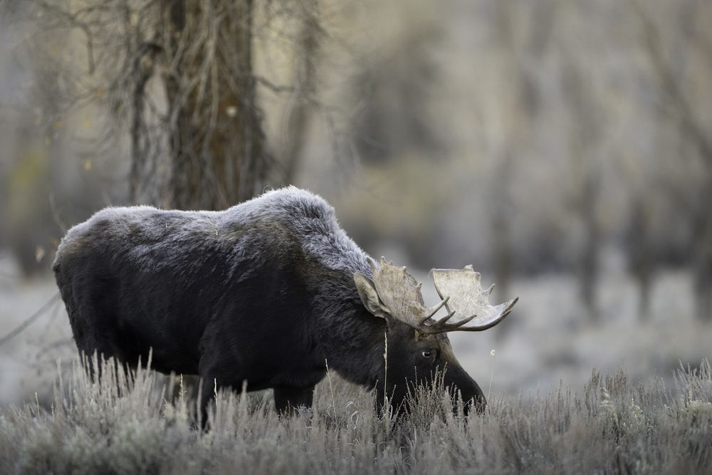 Photograph by Dave Miller