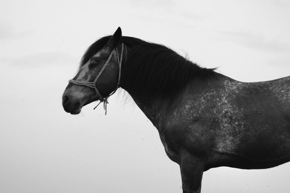 Black and white portrait