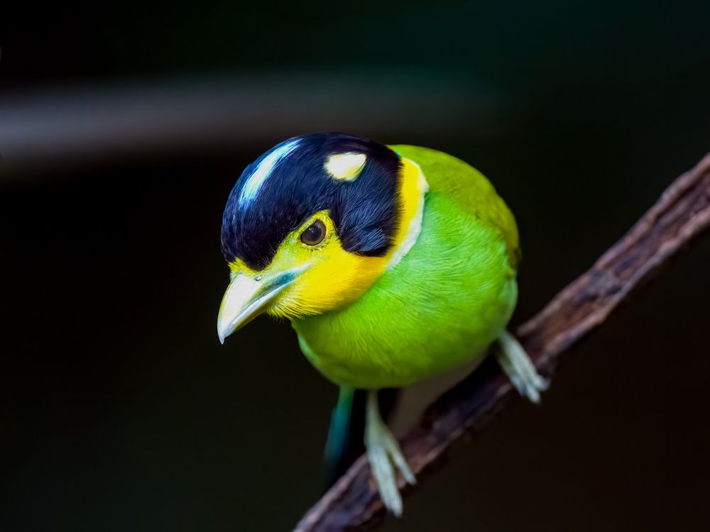 Фотография автора Sutan Naga Effendy