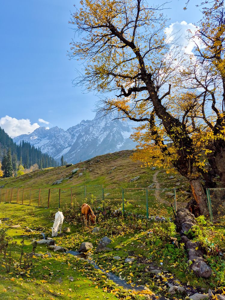 Photograph by DINESH DAKSH