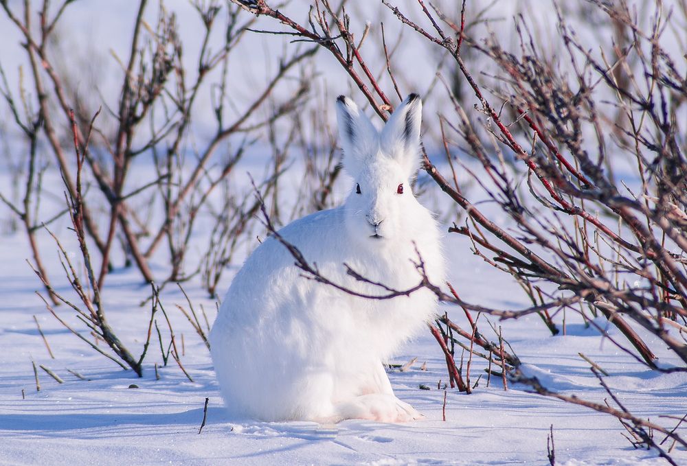 Косой