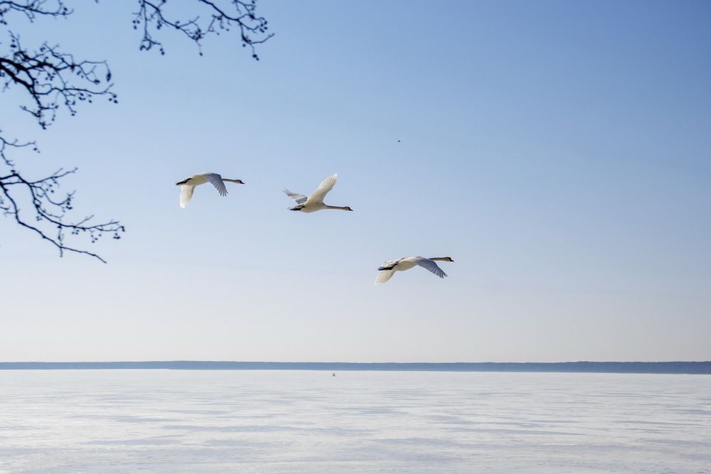 Фотография автора Анна-Лаймуте Милошевич