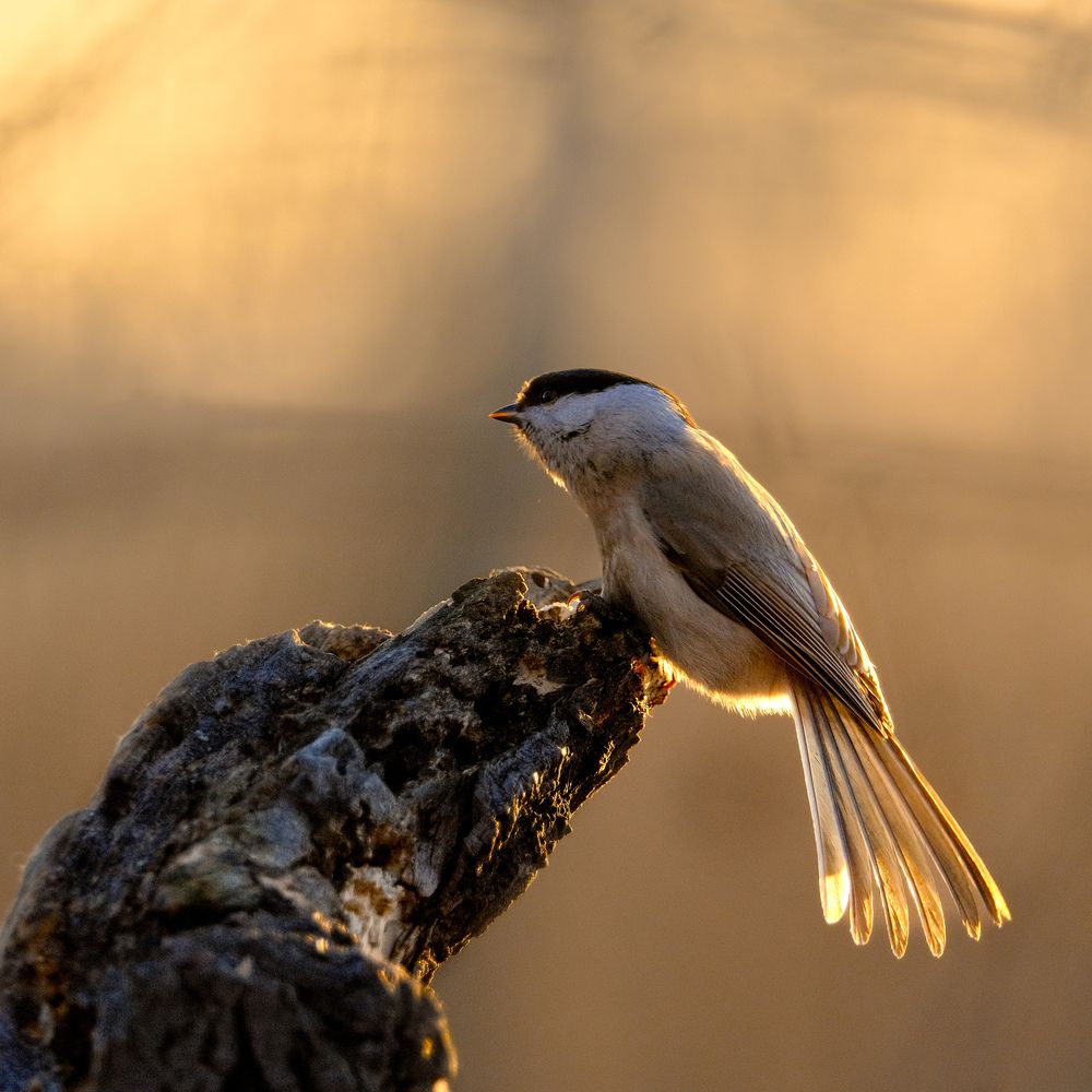 Photograph by Константин Белоногов