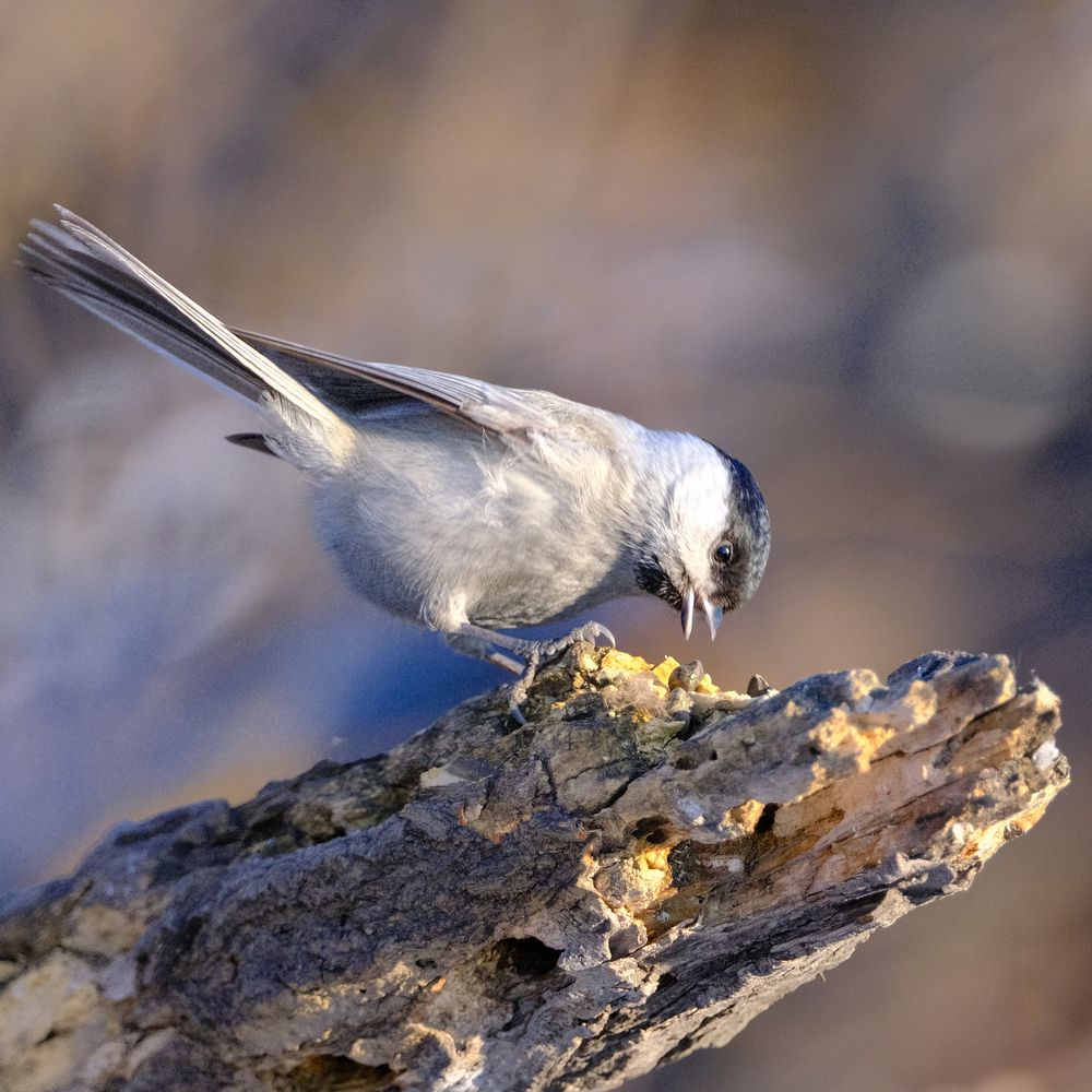 Photograph by Константин Белоногов