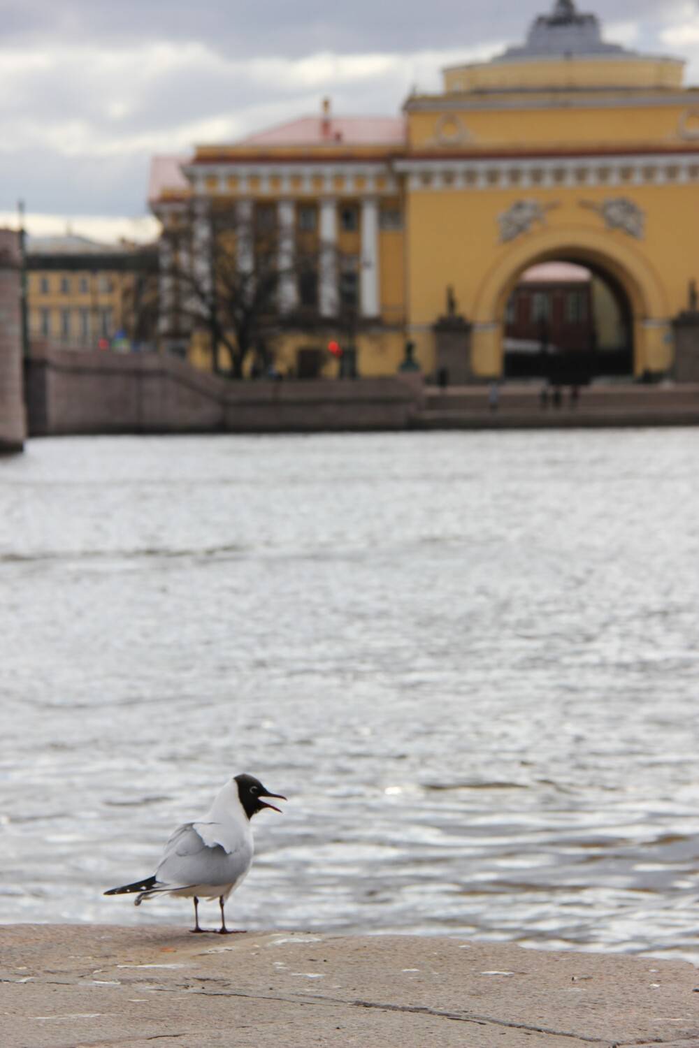 Photo #13077099
