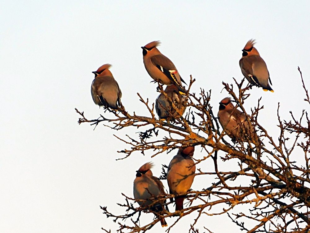 Свиристели.