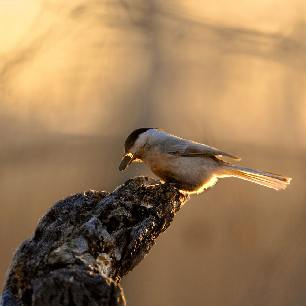 Photograph by Константин Белоногов