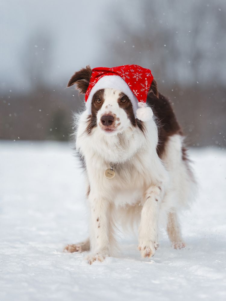 Фотография автора Мария Клещенко