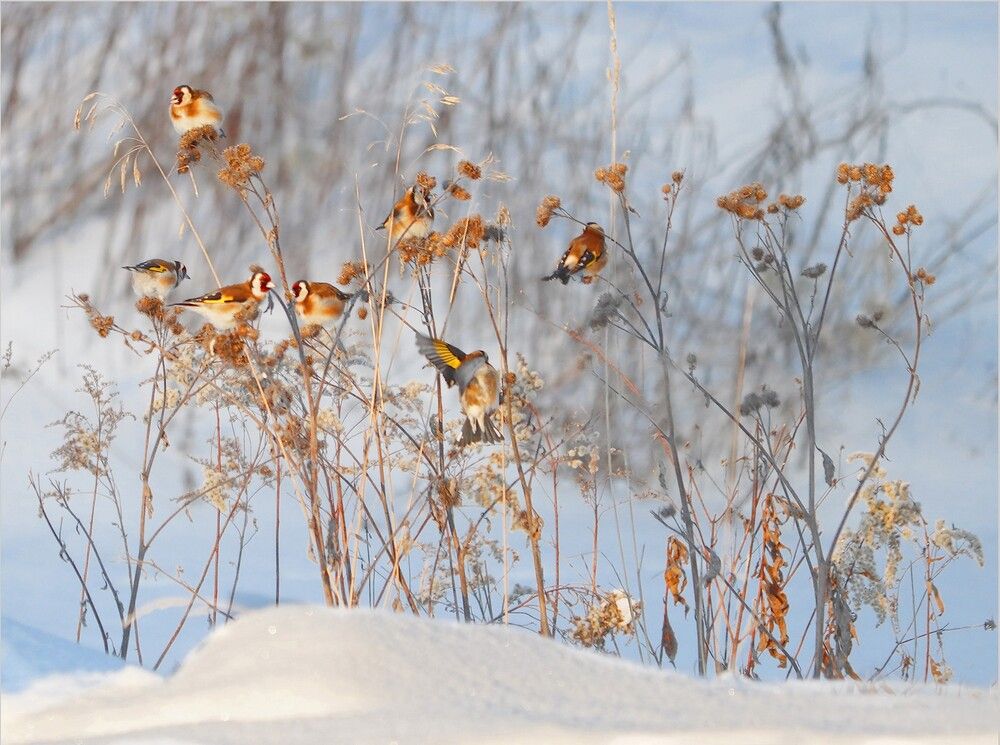 Щеглы лакомятся репейником в морозный денёк
