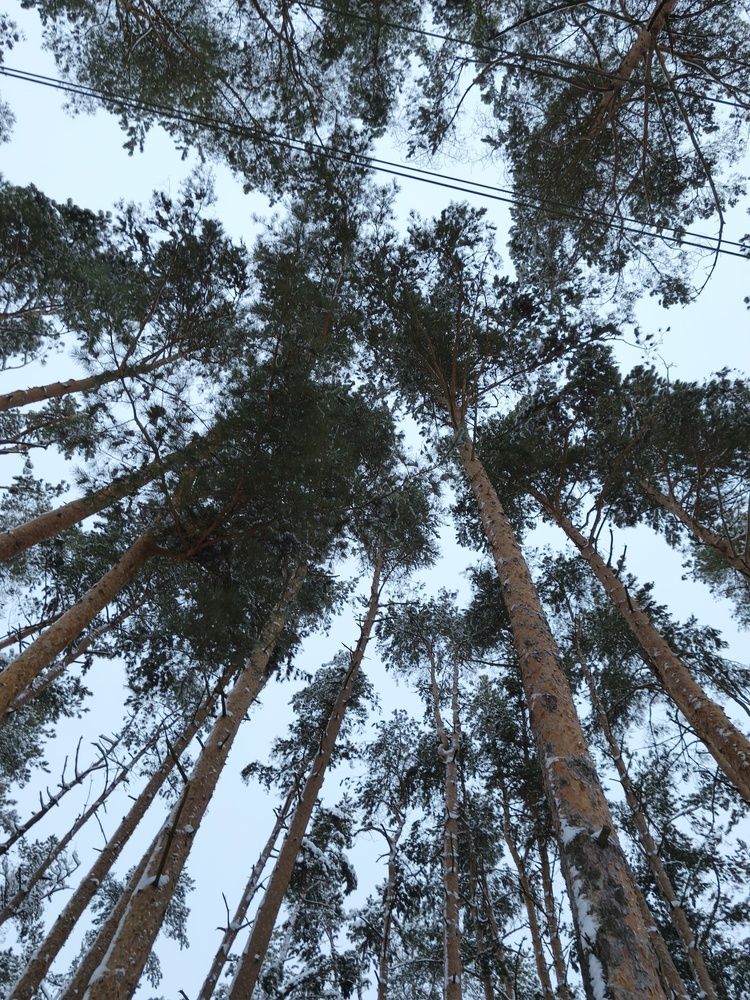 Фотография автора Татьяна Алексеева