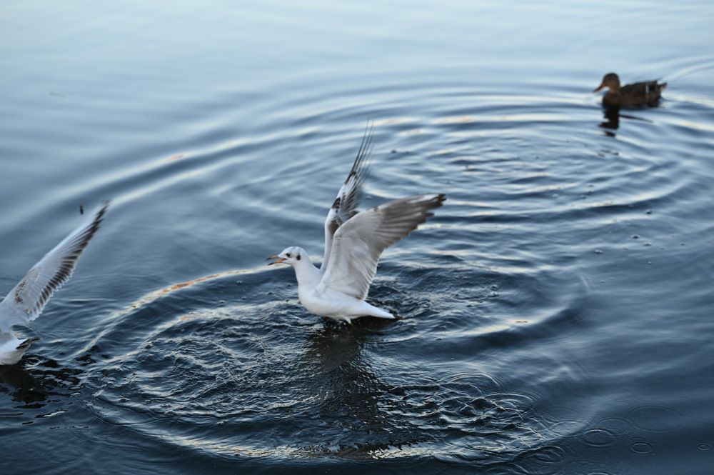 Photograph by Виктория Шабайкина