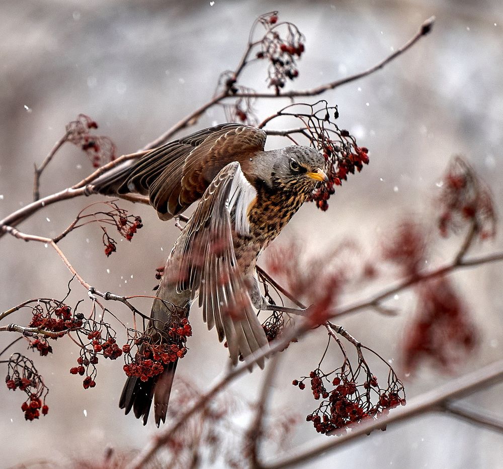 Photograph by Андрей Некрашевич