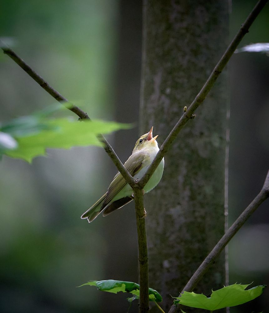 Photograph by Андрей Некрашевич