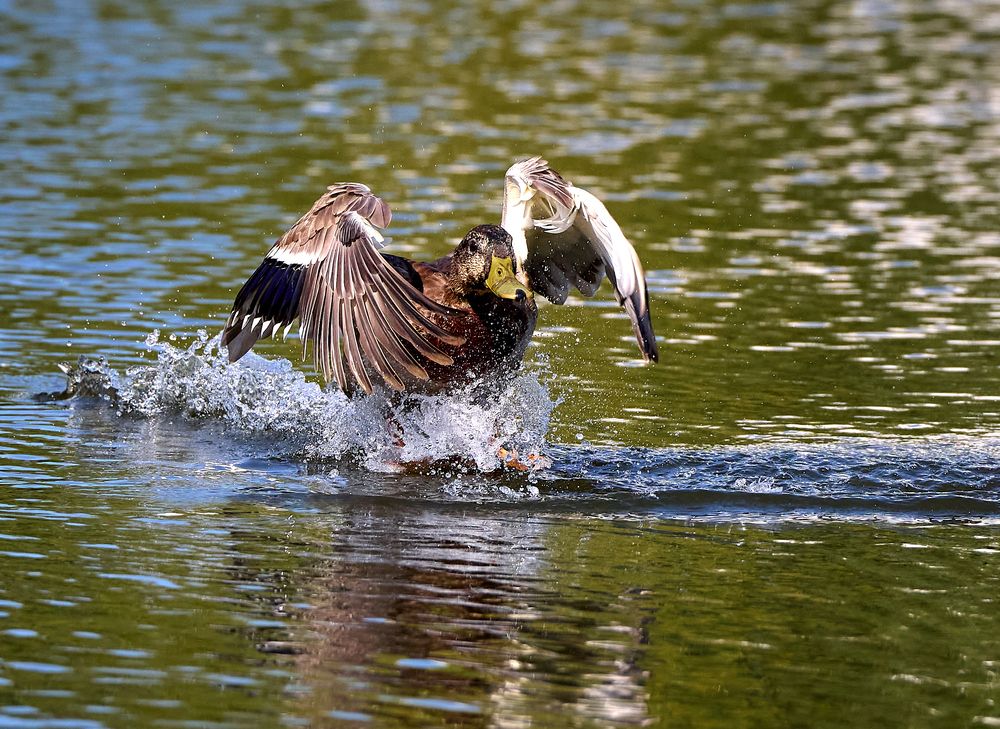 Photograph by Андрей Некрашевич