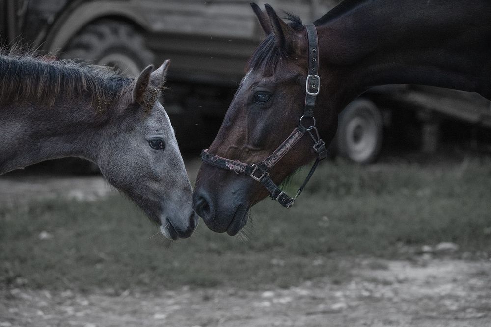 Photograph by Елена Март
