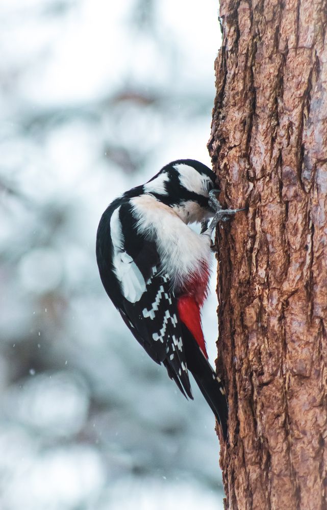 Фотография автора Денис Мартыновский