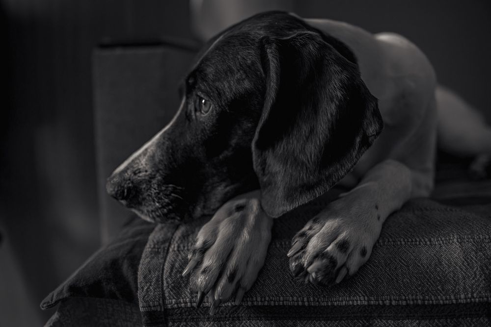 Photograph by Алексей Широбоков