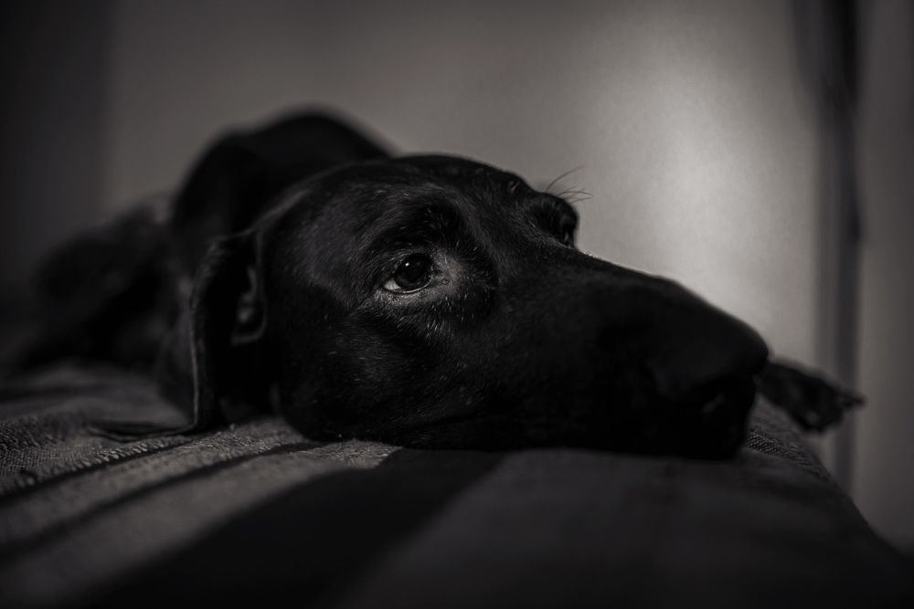 Photograph by Алексей Широбоков