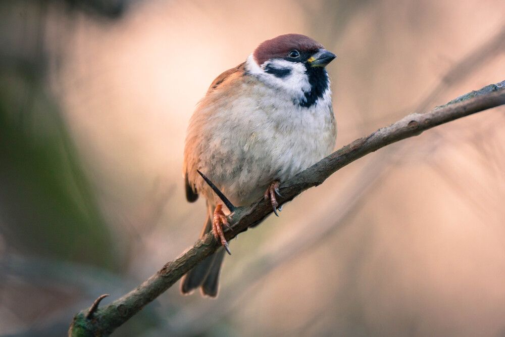 Photograph by Барашкова Екатерина