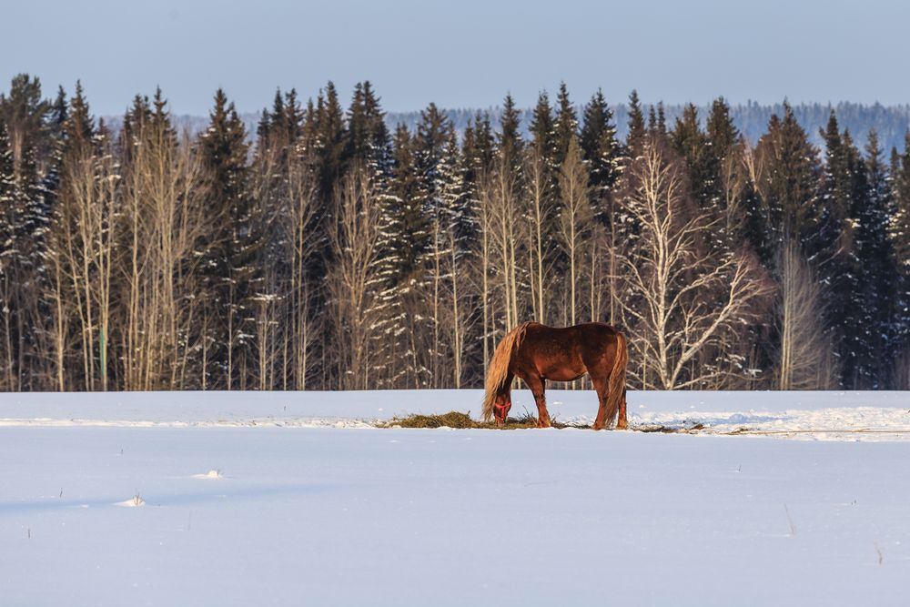 Photograph by Родион Балков