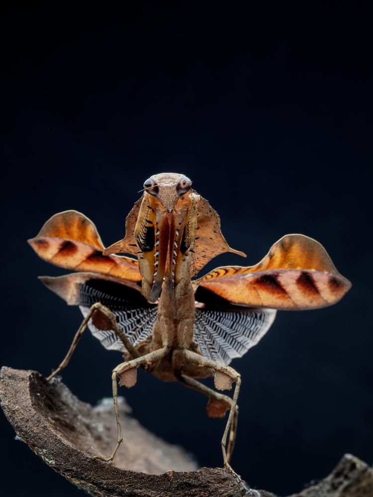 Фотография автора Dzulfikri Dzulfikri