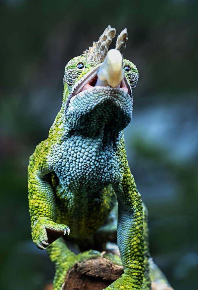 Фотография автора Dzulfikri Dzulfikri