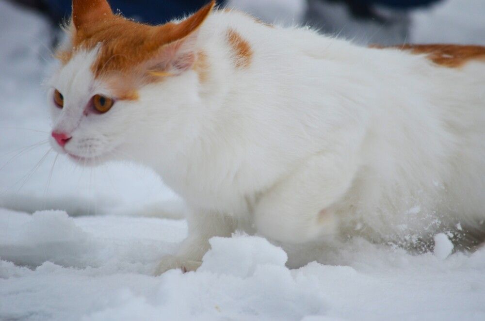 Photograph by Ольга Булавкина