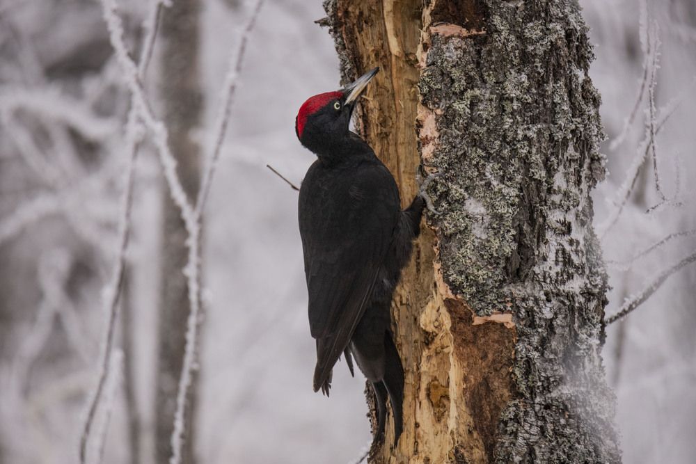 Черный дятел , желна
