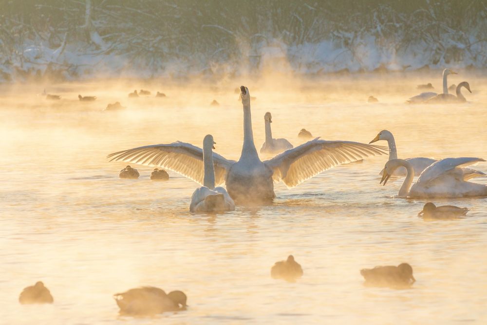 Лебединая песня.