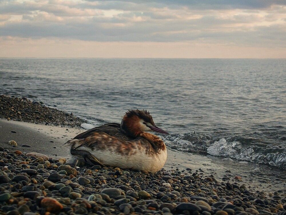 Great Crested Grebe