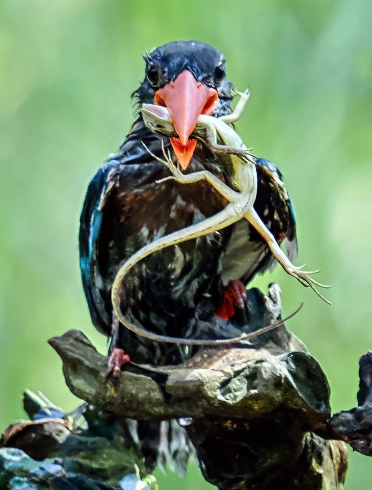 Фотография автора Dzulfikri Dzulfikri