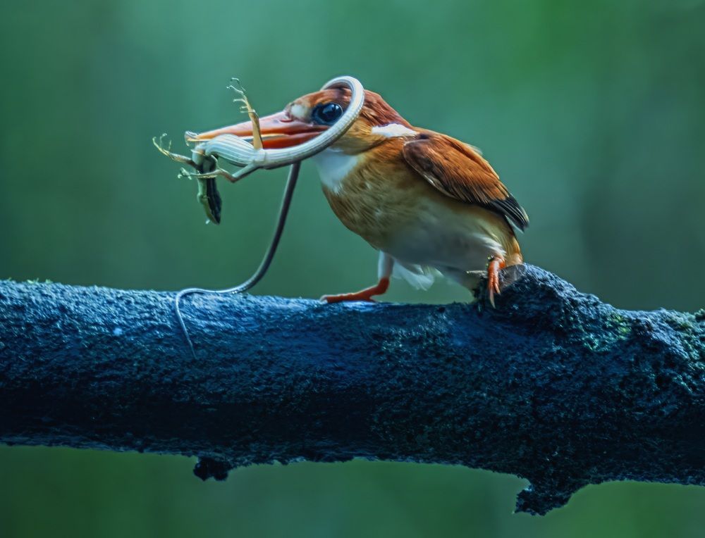 Фотография автора Dzulfikri Dzulfikri