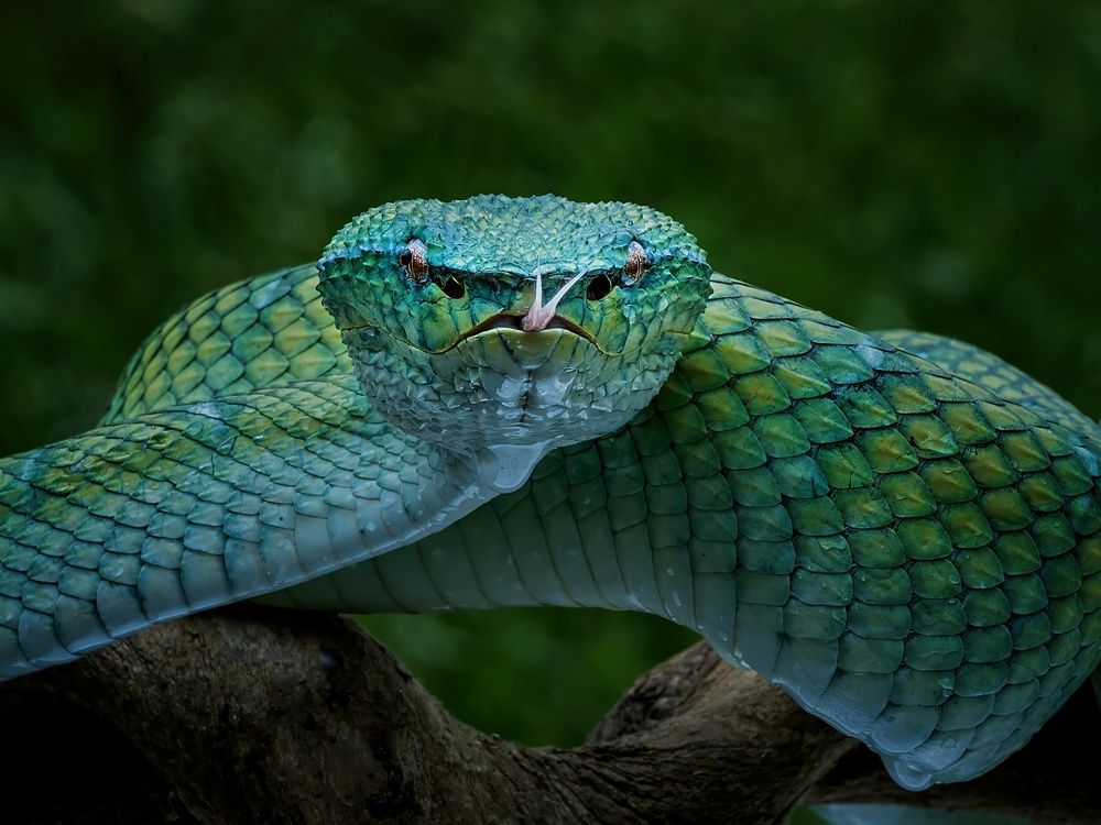 Фотография автора Dzulfikri Dzulfikri