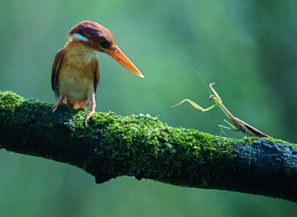 Фотография автора Dzulfikri Dzulfikri