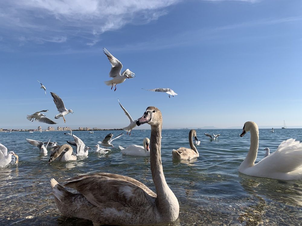 Photograph by Игорь Ребров