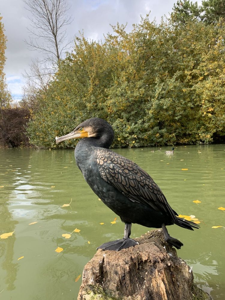 Photograph by Игорь Ребров