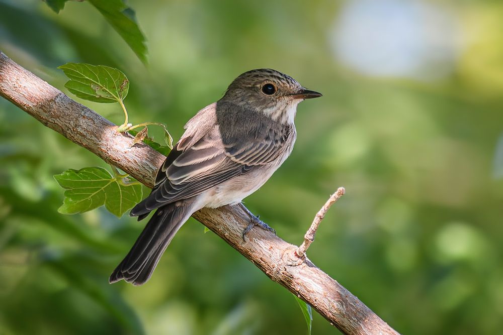 Photograph by Кормашова Татьяна