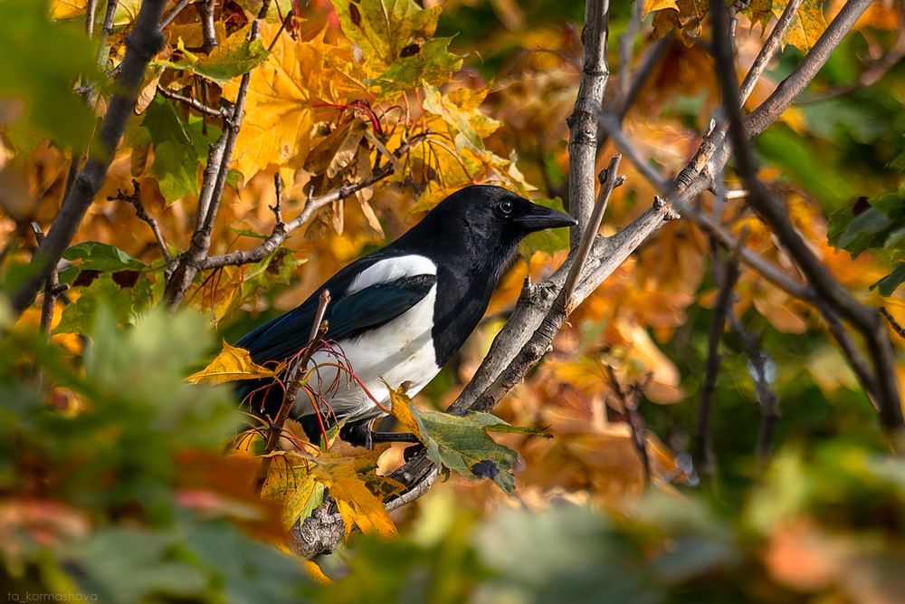 Photograph by Кормашова Татьяна