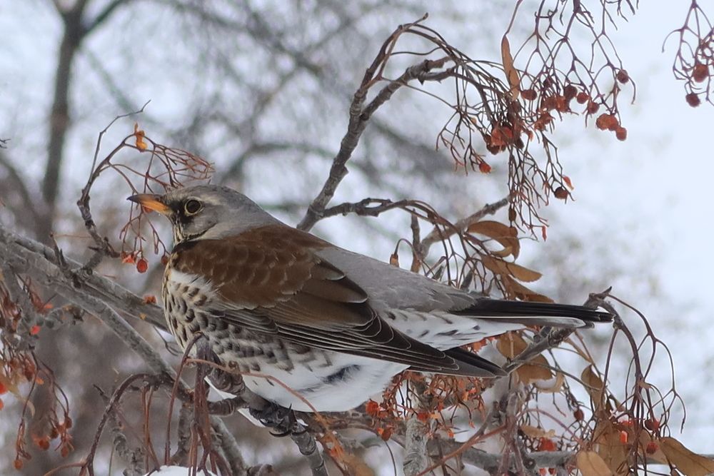 Дрозд рябинник