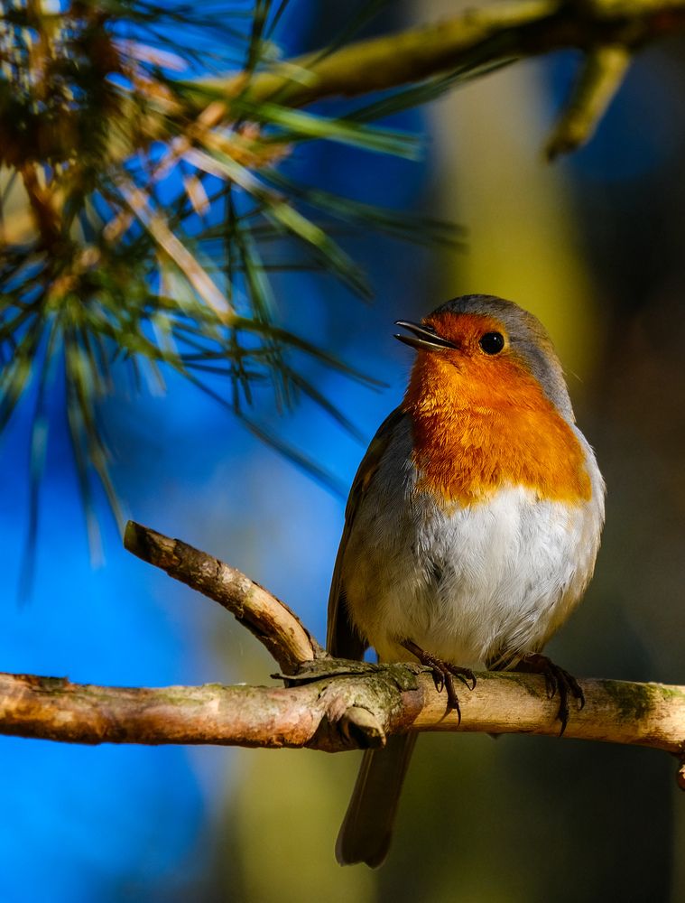 Фотография автора Elvijs Kalnins