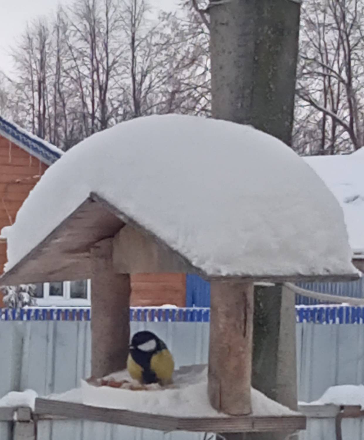 Photo #13077919