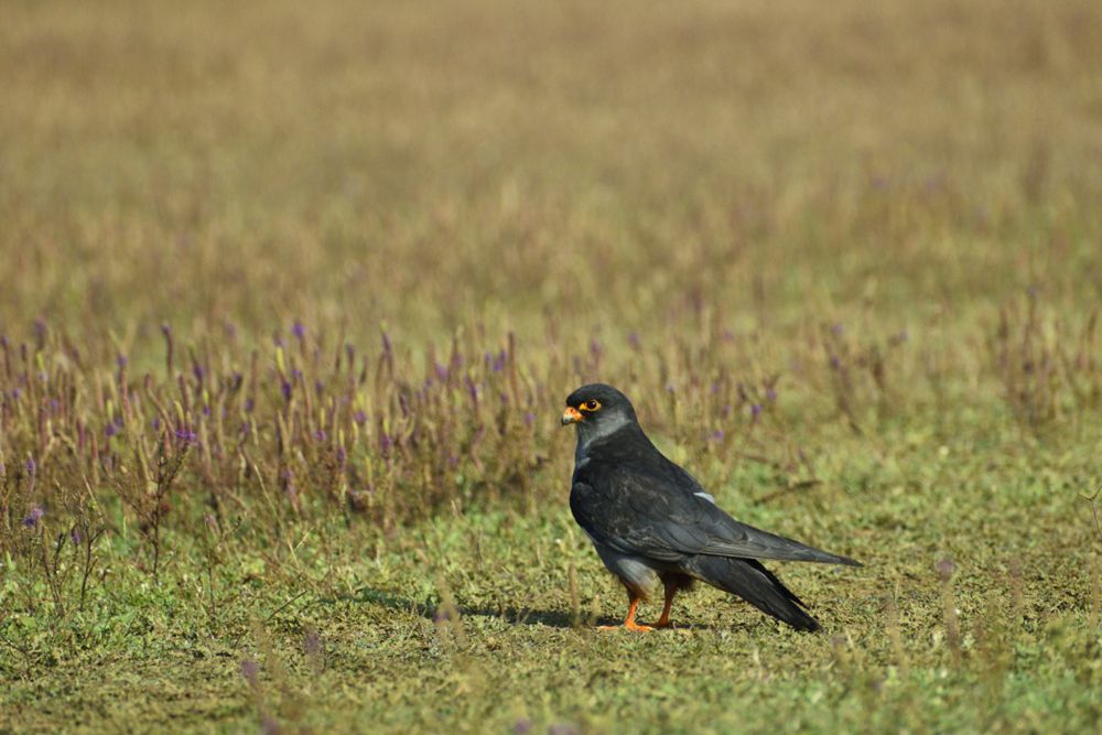 Photograph by Sumedh Kakatkar