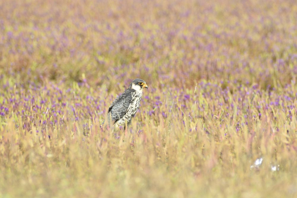 Photograph by Sumedh Kakatkar